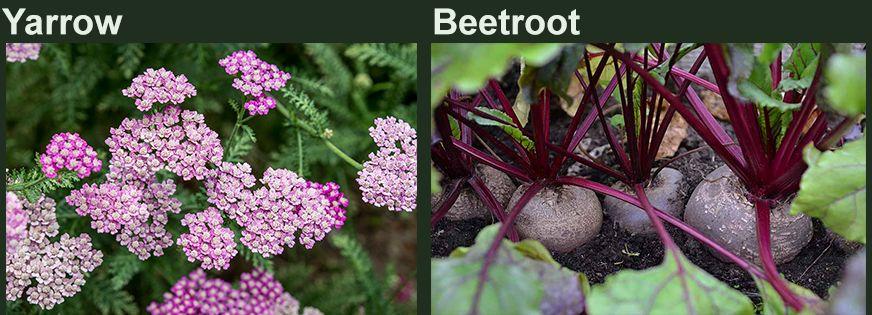 yarrow and beetroot