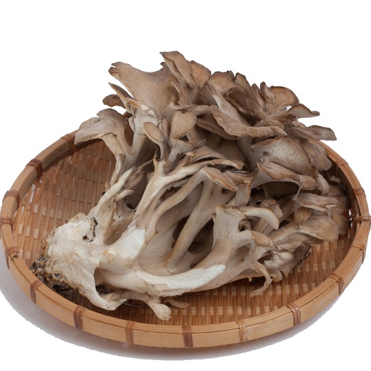 ErgoMax Longevity Ingredients-4 Epic Mushroom