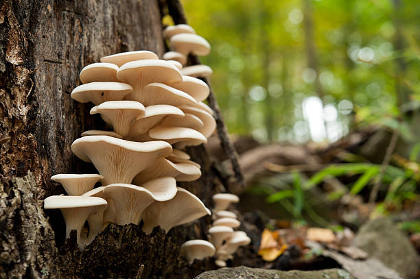 ErgoMax Longevity Ingredients-4 Epic Mushroom