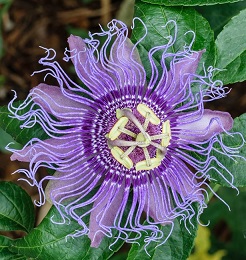passion flower extract